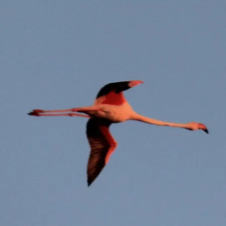 Flamingo's Way 아파트 칼리아리