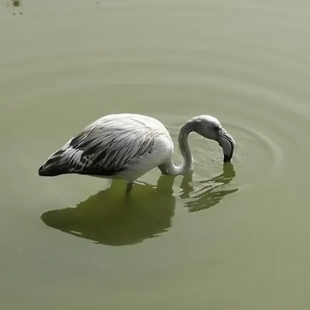 아파트 Flamingo's Way *