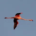 Flamingo's Way Lägenhet Cagliari