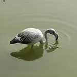 Lägenhet Flamingo's Way *