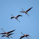 Flamingo's Way * Cagliari