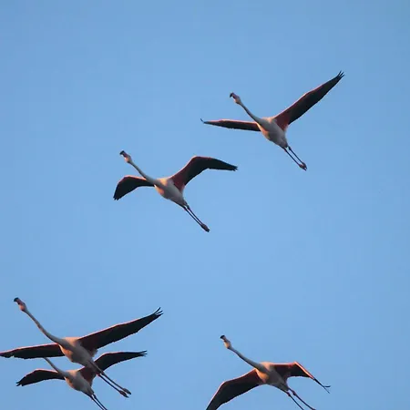 Flamingo's Way * Cagliari